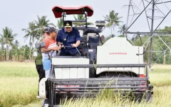 Petani Pinrang Pesta Panen Padi di Musim Kemarau, Pj Gubernur Optimistis Surplus 2 Juta Ton Beras Tercapai 5 Petani Pinrang Pesta Panen Padi di Musim Kemarau, Pj Gubernur Optimistis Surplus 2 Juta Ton Beras Tercapai