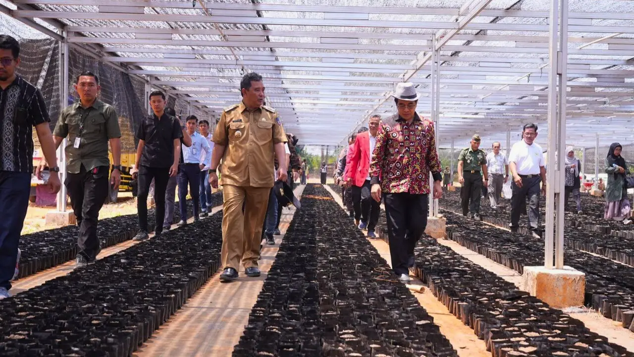 Jutaan Bibit Pisang Cavendish Dilaunching di Pusat Pembibitan Unhas