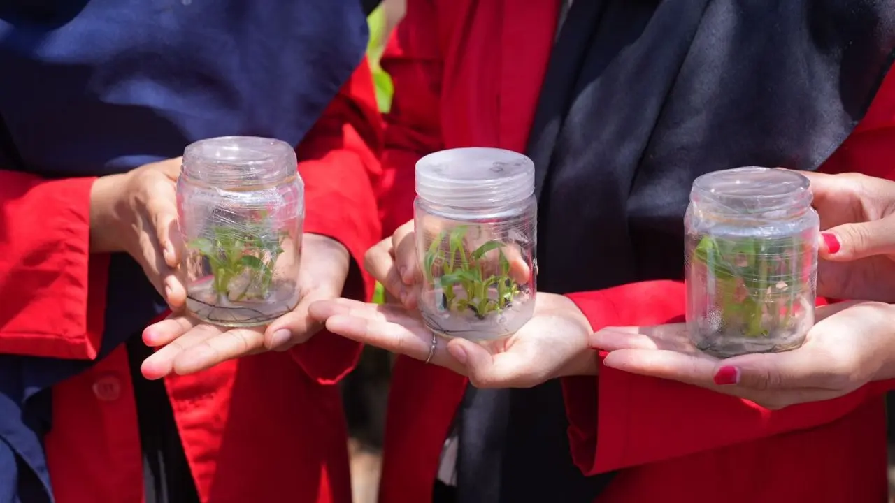 Pertama di Indonesia, Pemprov Sulsel Bangun Sekolah Vokasi Budidaya Pisang Senilai Rp15 Miliar