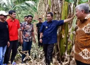 Kunjungi Kampung Pisang di Pinrang, Pj Gubernur Bahtiar Perlihatkan Cara Cepat Perbanyak Anakan