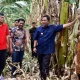 Kunjungi Kampung Pisang di Pinrang, Pj Gubernur Bahtiar Perlihatkan Cara Cepat Perbanyak Anakan