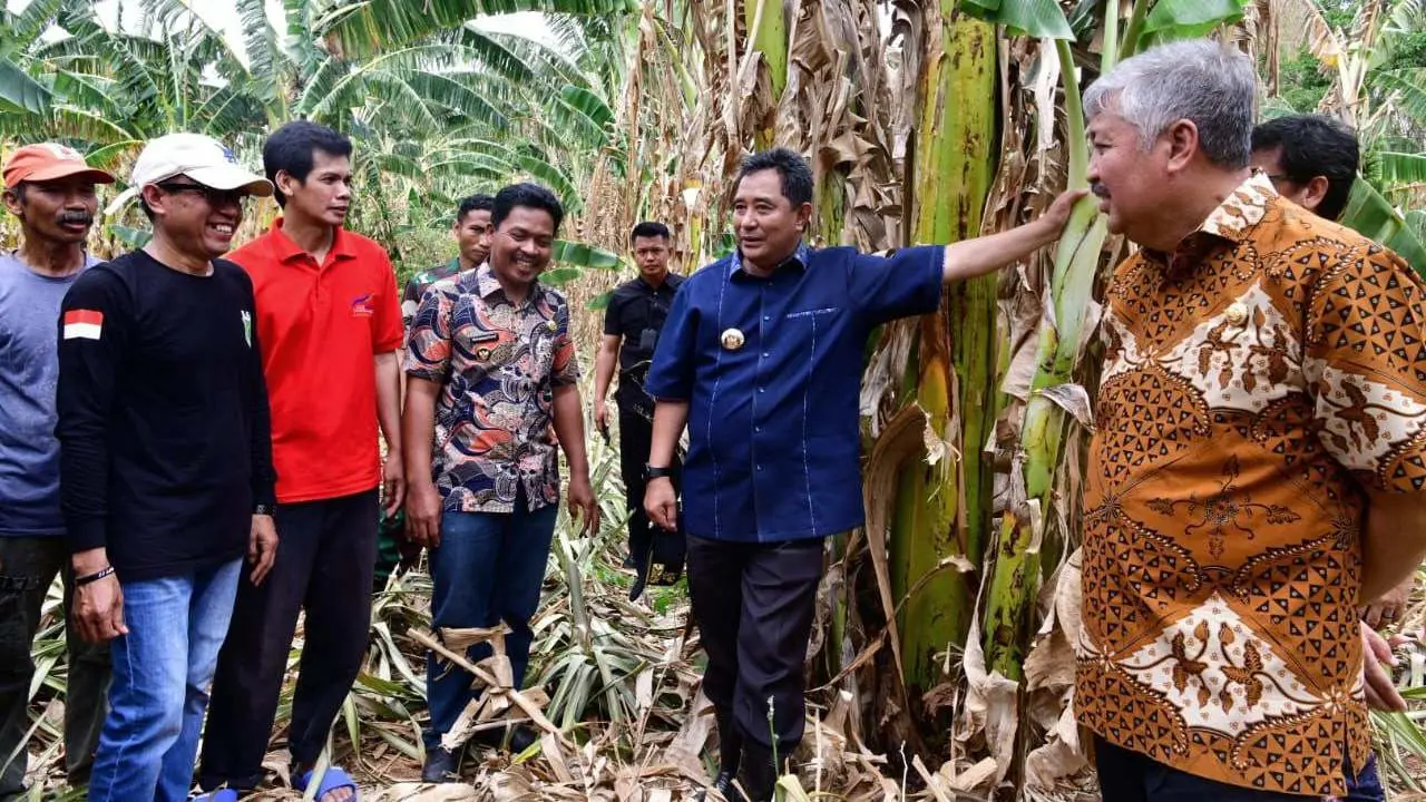 Kunjungi Kampung Pisang di Pinrang, Pj Gubernur Bahtiar Perlihatkan Cara Cepat Perbanyak Anakan