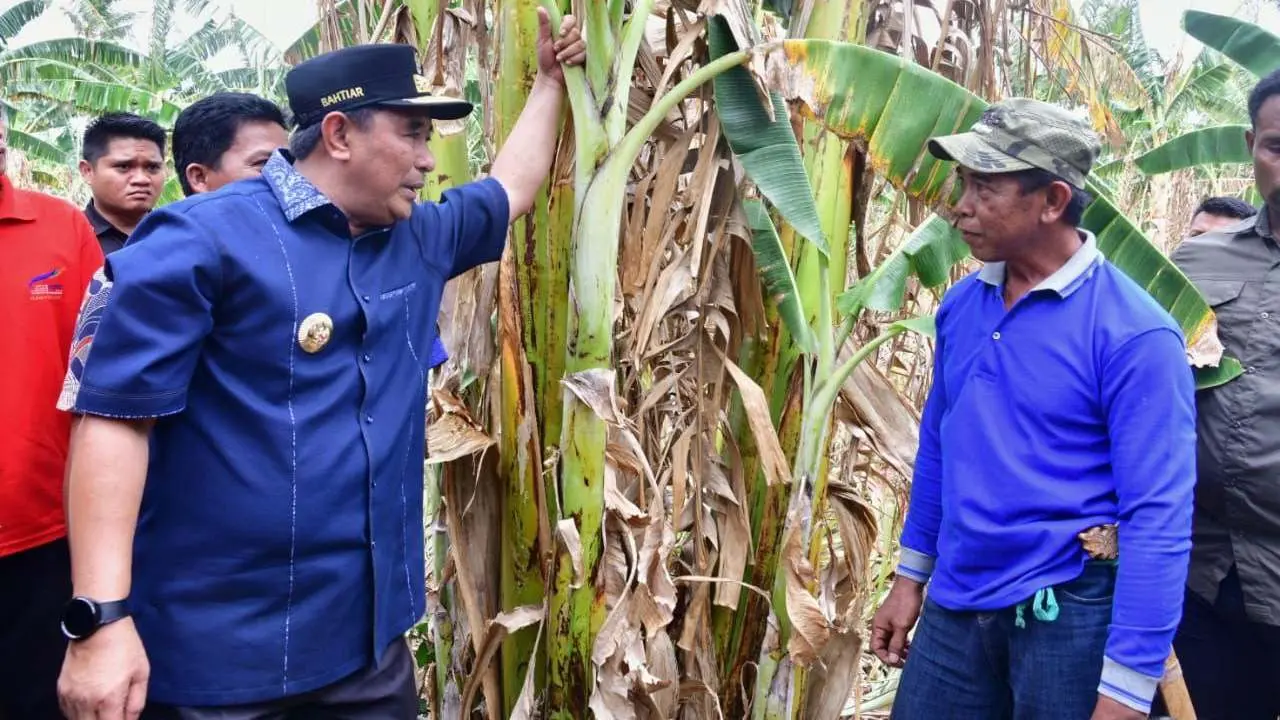 Kunjungi Kampung Pisang di Pinrang, Pj Gubernur Bahtiar Perlihatkan Cara Cepat Perbanyak Anakan 2 Kunjungi Kampung Pisang di Pinrang, Pj Gubernur Bahtiar Perlihatkan Cara Cepat Perbanyak Anakan