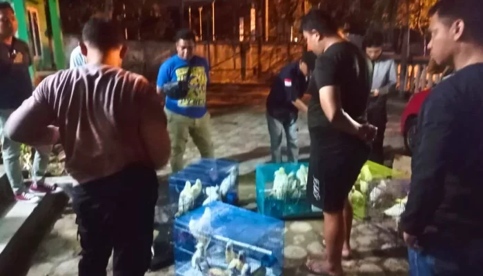 Gakkum KLHK Amankan Pelaku Penyelundupan dan 32 Ekor Burung Dilindungi