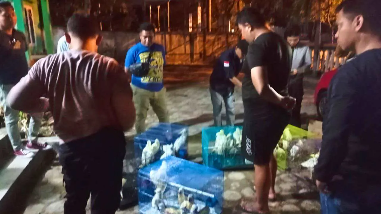 Gakkum KLHK Tangkap Pelaku Penyelundupan Berikut Barang Bukti 32 Ekor Burung Dilindungi