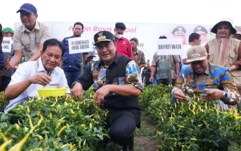 Upaya Tekan Inflasi Pemprov Sulsel-Pemkab Wajo Kompak Panen Raya Cabe 6 Upaya Tekan Inflasi, Pemprov Sulsel-Pemkab Wajo Kompak Panen Raya Cabe