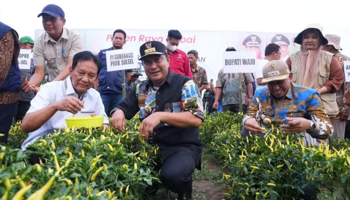 Upaya Tekan Inflasi Pemprov Sulsel-Pemkab Wajo Kompak Panen Raya Cabe