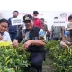 Upaya Tekan Inflasi, Pemprov Sulsel-Pemkab Wajo Kompak Panen Raya Cabe