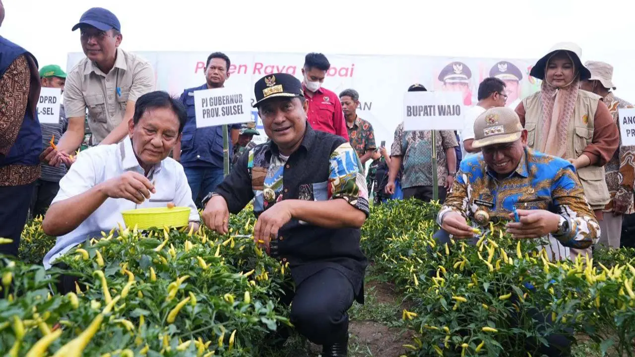 Upaya Tekan Inflasi, Pemprov Sulsel-Pemkab Wajo Kompak Panen Raya Cabe