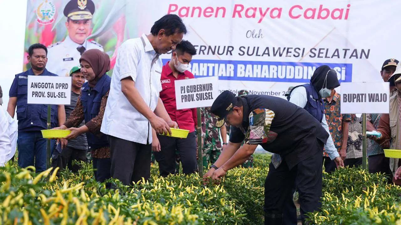 Upaya Tekan Inflasi, Pemprov Sulsel-Pemkab Wajo Kompak Panen Raya Cabe
