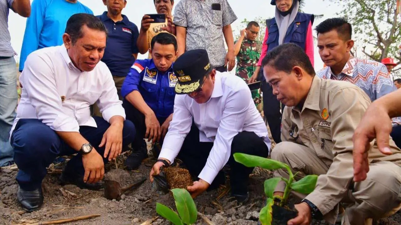 Pemkab Sidrap Siapkan 1.500 Hektar Lahan untuk Budidaya Pisang