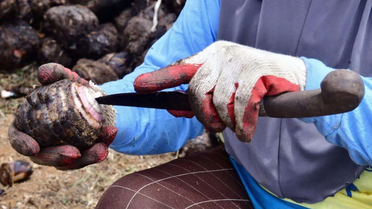 Buka Lapangan Kerja Baru, Warga Mare Dipekerjakan di Sentra Pembibitan Pisang Cavendish Bone