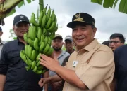 500 Petani Sidrap Siap Budidaya Pisang di Lahan Seluas 2.000 Hektar