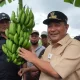 500 Petani Sidrap Siap Budidaya Pisang di Lahan Seluas 2.000 Hektar