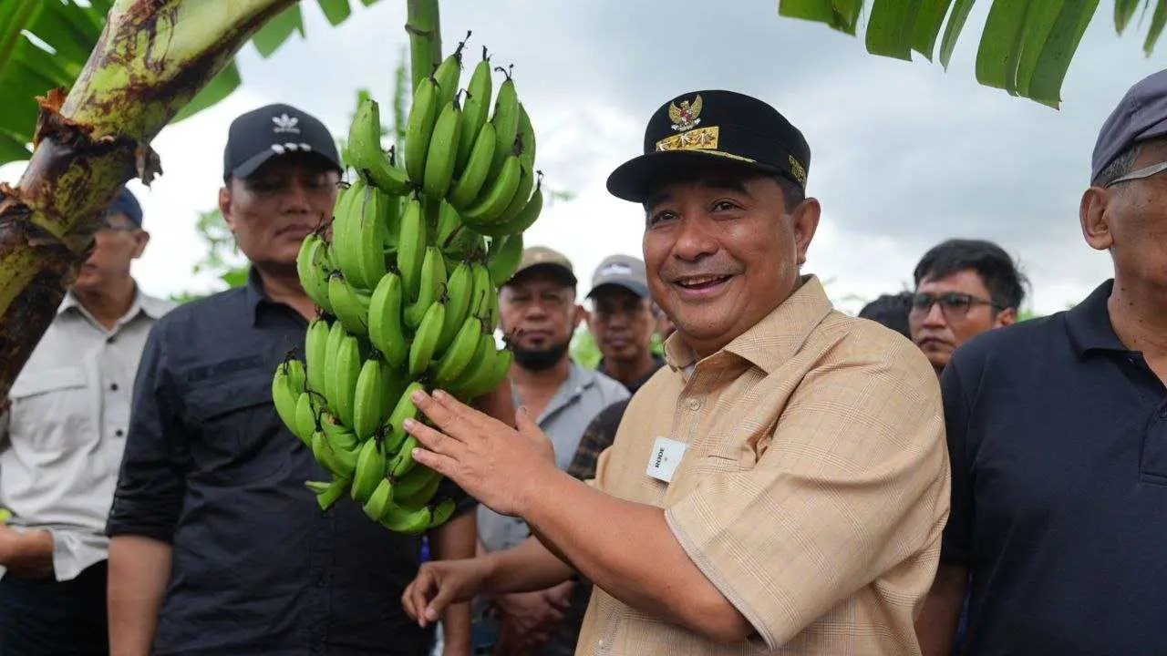 500 Petani Sidrap Siap Budidaya Pisang di Lahan Seluas 2.000 Hektar