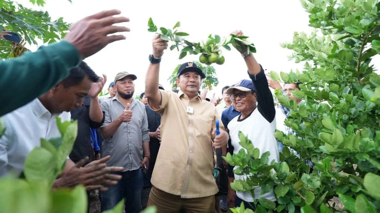 Desa Talumae Sidrap, Pj Gubernur Bahtiar Tanam Cavendish dan Panen Lemon Sidenreng