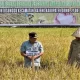 Tetap Panen di Tengah Kekeringan Akibat El Nino, Pj Gubernur Sulsel Puji Petani Bajeng