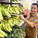 Sulsel Siap Penuhi Kebutuhan Pisang Cavendish Nasional Hingga Ekspor