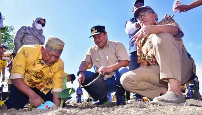 Bupati Soppeng Tancap Gas Tanam Pisang Cavendish di Lahan 15 Ha