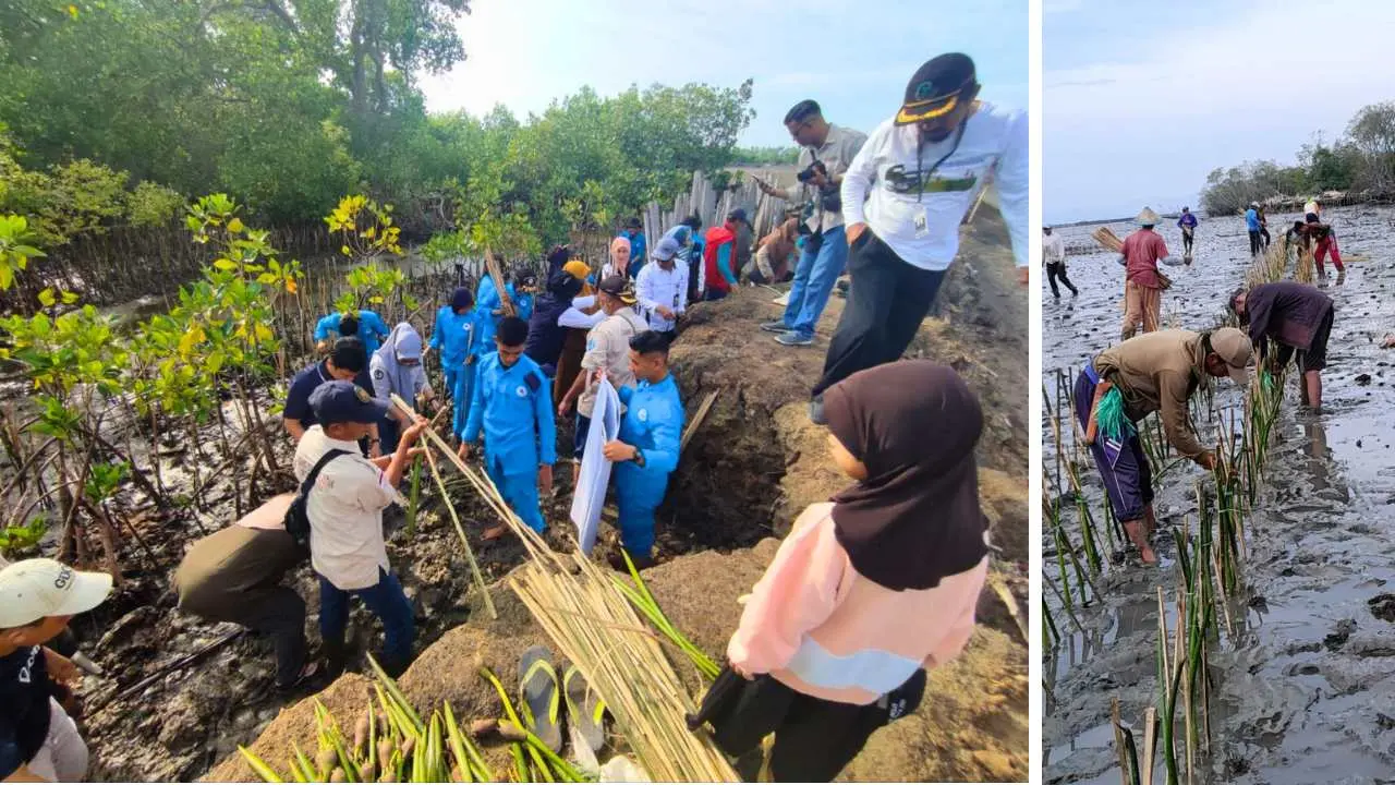 Lestarikan Pesisir di Hari Nusantara, DKP Sulsel Tanam 78 Ribu Mangrove di Bone