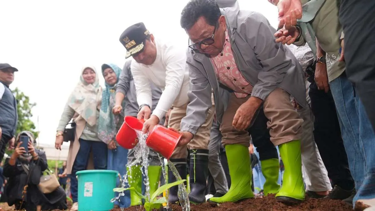 Universitas Swasta Wilayah Sultanbatara Dukung Program Budidaya Pisang Cavendish, Penanaman Perdana di Lahan Unibos