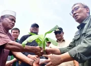 Tanam Perdana Pisang Cavendish di Lutim, Petani Terharu Terima Bantuan Bibit