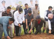 Pj Gubernur Sulsel Ikut Tanam Kentang Bersama Petani Tinggimoncong