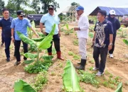 Ditanam 3 Bulan Lalu, Pohon Pisang Cavendish di Mare Kini Setinggi Pinggang Orang Dewasa