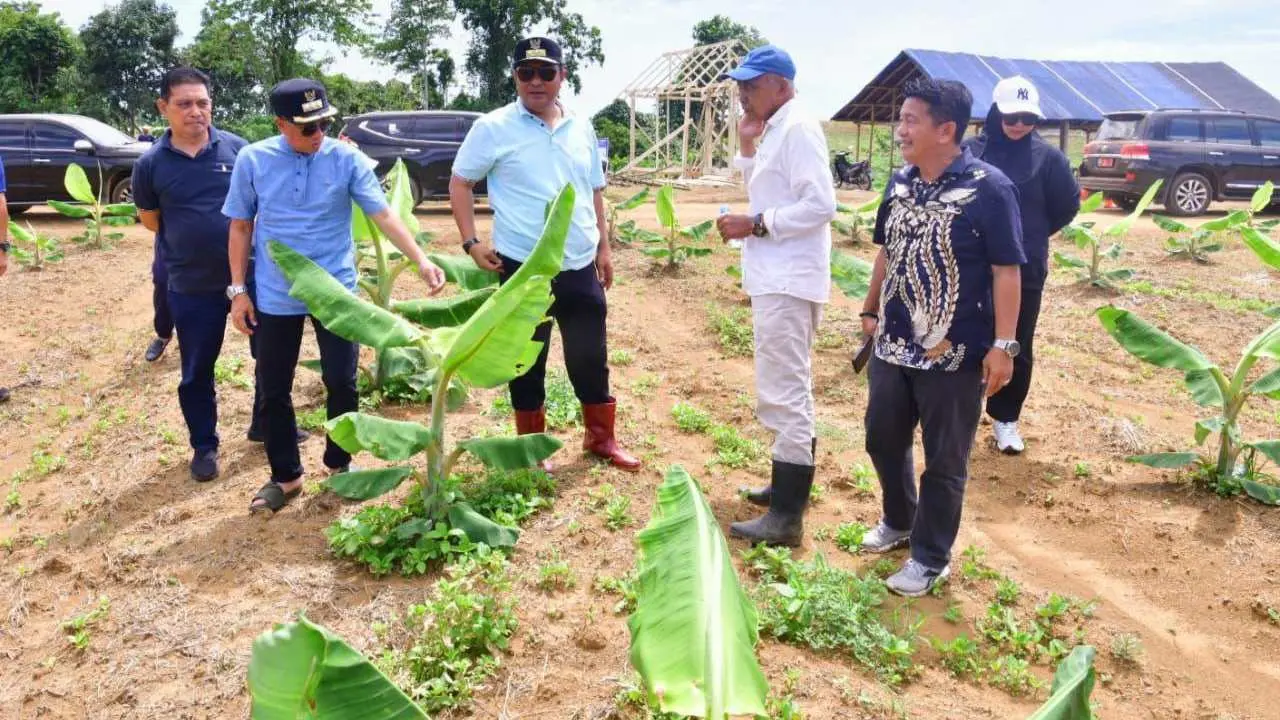 Ditanam 3 Bulan Lalu, Pohon Pisang Cavendish di Mare Kini Setinggi Pinggang Orang Dewasa