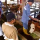 Tingkatkan Populasi, 45 Sapi Lokal Diinseminasi Gunakan Sperma Simental dan Limosine