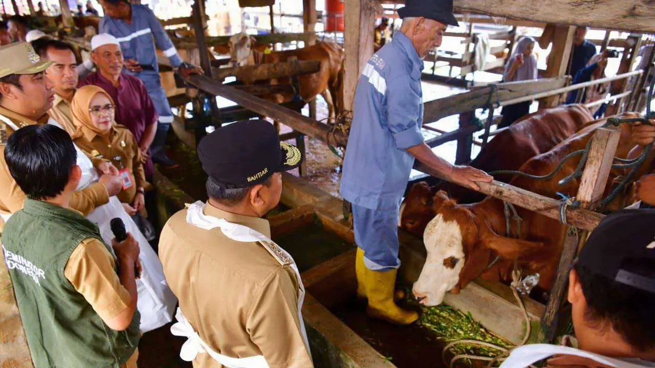 Tingkatkan Populasi, 45 Sapi Lokal Diinseminasi Gunakan Sperma Simental dan Limosine