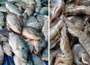 Pemprov Sulsel Bakal Bagi 100 Juta Bibit Ikan-Udang Gratis Hingga Bangun 68 Ribu Unit Rumpon