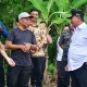 Cerita Abdul Hafid, Awalnya Beli Online Enam Pohon Bibit Pisang Cavendish