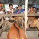 Pemprov Sulsel Dorong Inseminasi Buatan, Limbah Cavendish Jadi Alternatif Pakan Ternak