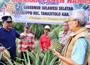 Palippu Bakal Dijadikan Desa Percontohan Pengembangan Nanas di Sulsel