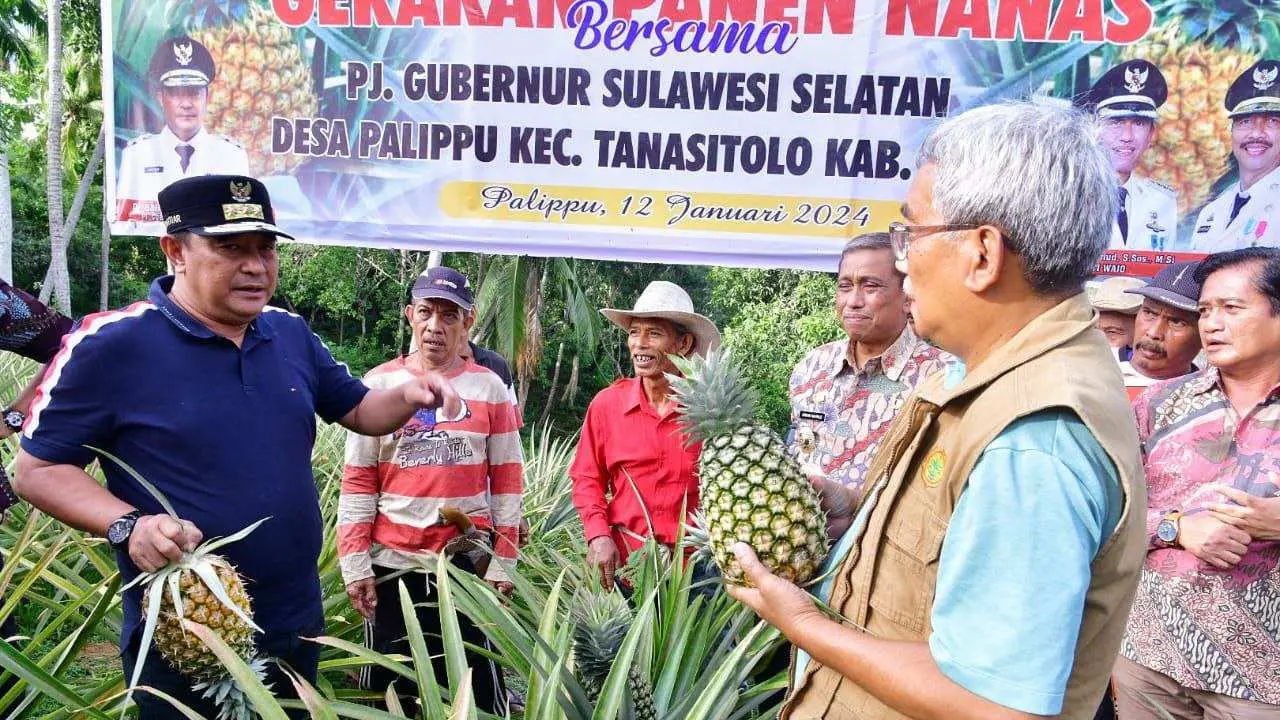 Palippu Bakal Dijadikan Desa Percontohan Pengembangan Nanas di Sulsel