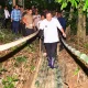 Tekad Pj Gubernur Bahtiar Galakkan Budidaya Pisang Cavendish Hingga Jalan Kaki Lewati Titian Bambu