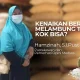 Kenaikan Beras Melambung Tinggi, Kok Bisa?