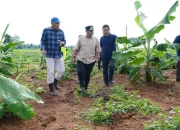 Empat Bulan Lagi Pisang Cavendish di Mare Akan Dipanen