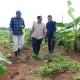 Empat Bulan Lagi Pisang Cavendish di Mare Akan Dipanen