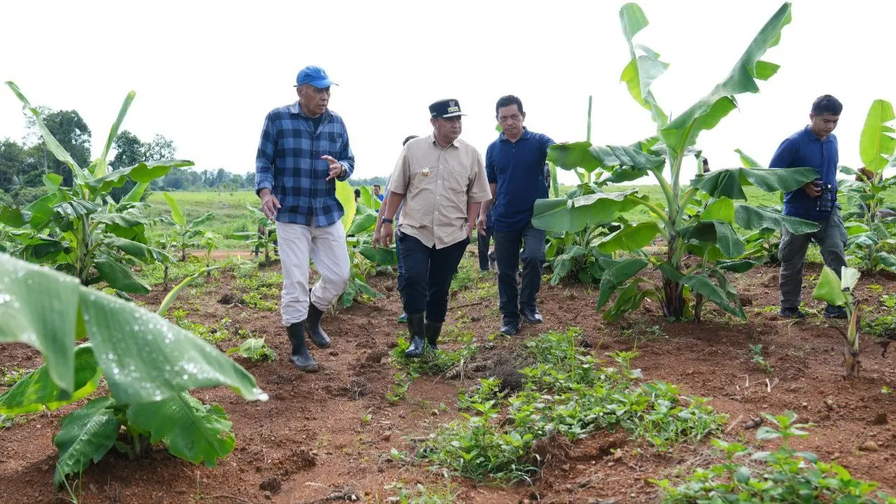 Empat Bulan Lagi Pisang Cavendish di Mare Akan Dipanen
