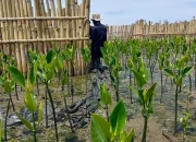Kembangkan Situs Belajar Rehabilitasi Mangrove di Makassar, Ini Catatan Menariknya