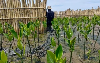 Kembangkan Situs Belajar Rehabilitasi Mangrove di Makassar, Ini Catatan Menariknya 6 Kembangkan Situs Belajar Rehabilitasi Mangrove di Makassar, Ini Catatan Menariknya