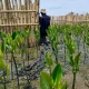 Kembangkan Situs Belajar Rehabilitasi Mangrove di Makassar, Ini Catatan Menariknya