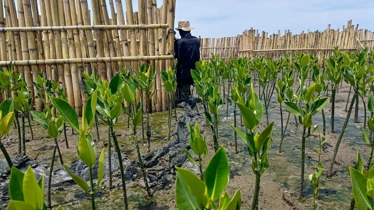 Kembangkan Situs Belajar Rehabilitasi Mangrove di Makassar, Ini Catatan Menariknya