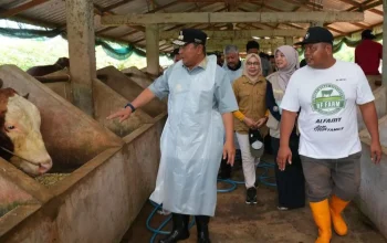 Di Pinrang, Pj Gubernur Sulsel Kunjungi Bangsal Pasca Panen, Tebar Benih Ikan & Inseminasi Buatan 8 Di Pinrang, Pj Gubernur Sulsel Kunjungi Bangsal Pasca Panen, Tebar Benih Ikan & Inseminasi Buatan