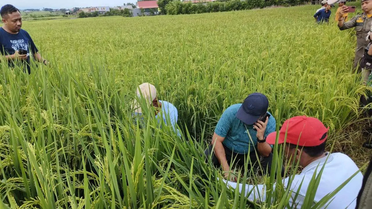 Pj Bupati Jeneponto: Petani Terus Lakukan Terobosan dan Inovasi Teknologi Pertanian untuk Tingkatkan Kualitas Padi
