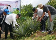 Tanam Sekaligus Panen Nanas di Barru, Pj Gubernur Sulsel Dorong Produksi Hingga 1.000 Hektare
