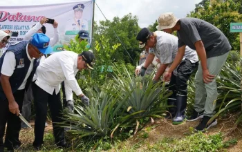 Tanam Sekaligus Panen Nanas di Barru, Pj Gubernur Sulsel Dorong Produksi Hingga 1.000 Hektare 6 Tanam Sekaligus Panen Nanas di Barru, Pj Gubernur Sulsel Dorong Produksi Hingga 1.000 Hektare