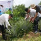 Tanam Sekaligus Panen Nanas di Barru, Pj Gubernur Sulsel Dorong Produksi Hingga 1.000 Hektare